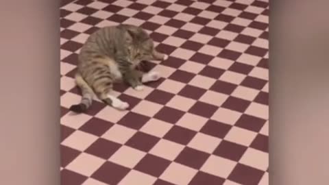 funny cats video | animals video cute cats