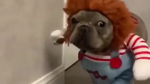 cute dog wearing clothes