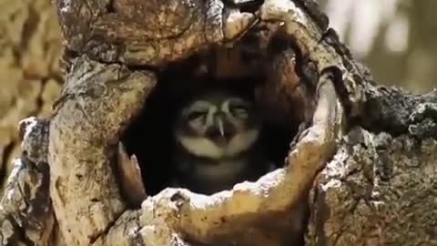 Sleeping mother owl with her chick listens to the baby in the nest