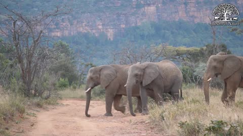 Herd of elephants crossing a dirt road