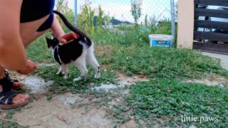 Meeting new and cute cats on our trip trough farm fields