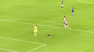 Dog Runs Onto Field and Steals During Soccer Match