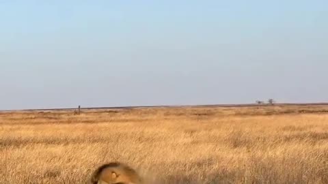 Two male lion Destroy wartog family