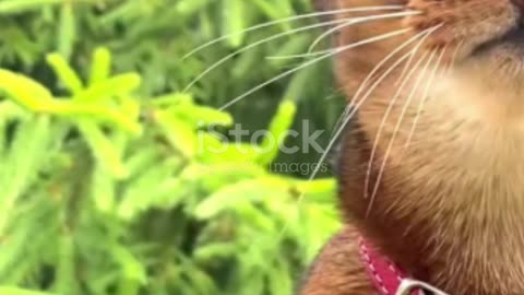 Abyssinian Cat||The Abyssinian Cat Chronicles||#shorts||Beautiful cats