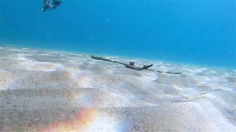 Octopus Plays With Diver's Camera