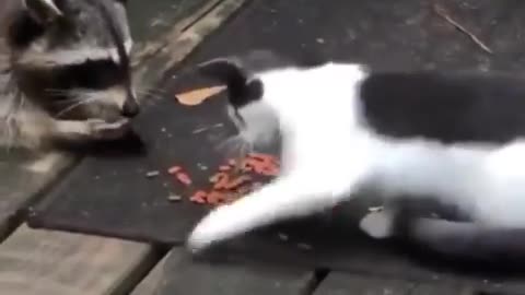 Funny Cats | Cats eating Food | Cats Video