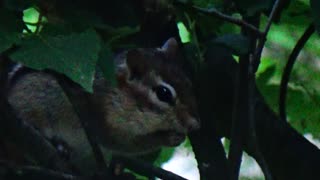 Chipmunk