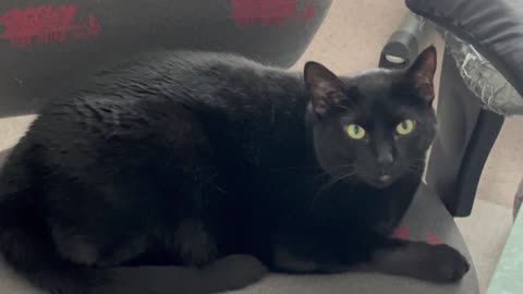 Adopting a Cat from a Shelter Vlog - Cute Precious Piper is a Long Kitty in the Office Chair