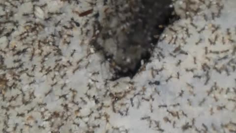 Ant house