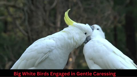 Serene Moments: Big White Birds Engaged in Gentle Caressing