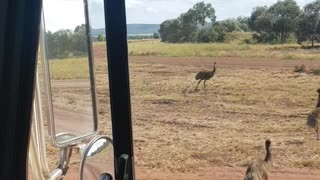 Wild Emus