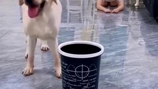 A smart dog is getting trained by his owner