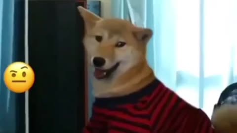 Gamer Dog viral funny video 🤣🤣