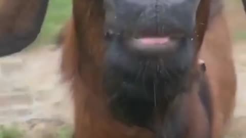 Funny 🤣 Animal Sounds In Wildlife_ Buffalo, Panda, Giraffe, Cow, Goat, Dog,... _ Animal Moments