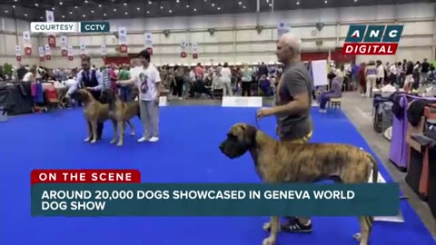 Around 20000 Dog showcased in Geneva world