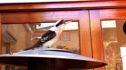 Impressive Kookaburra call