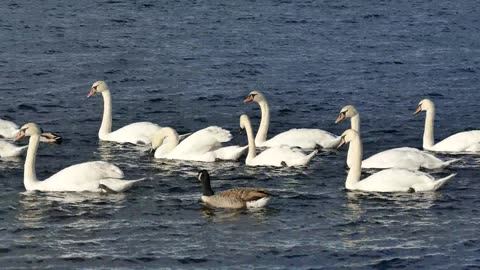 Swan in Lake ! White bird!! Duck!!