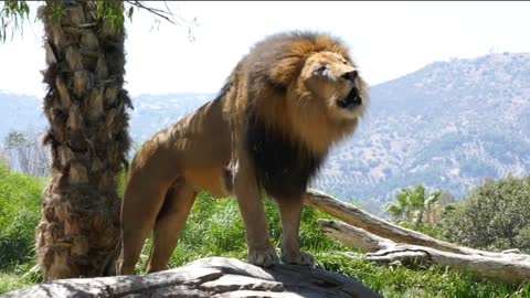 Dangerous Male Lion _ Lion roaring sound _ San Diego Zoo Safari Park California