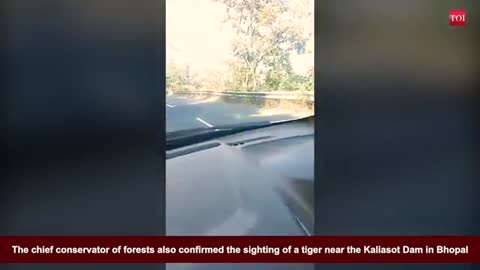 Bhopal: video of tiger near kaliasot dam goes viral