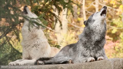 Wolf Howl Harmonies