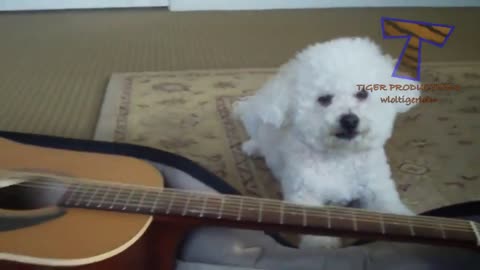Funny animals playing music