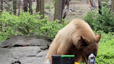 Bear Helps Itself to Snacks at Picnic Table