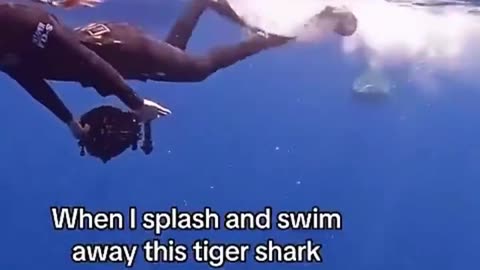 How To Engage A Shark