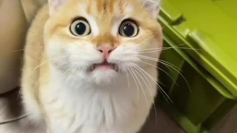 Funny cat 😺😸