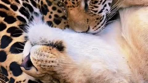 jaguar#lion#Love