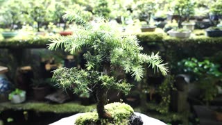 Bonsai Art #6