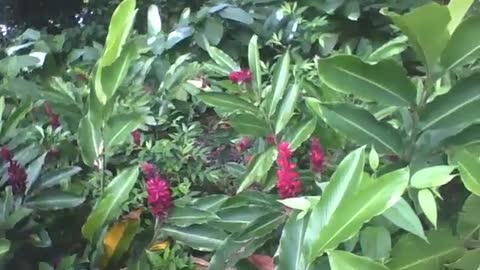 Um pequeno jardim plantas alpínias no jardim botânico, que flores! [Nature & Animals]