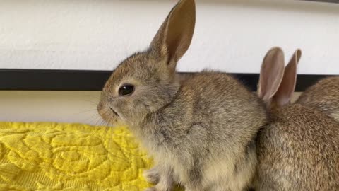 Baby Bunnies and Golden Retriever - Amazing Friendship