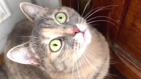 "Paws and Play: Adorable Cat's Whisker-twitching Moments"