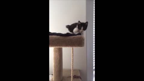Kitten Falls Off of Climbing Post(720P_HD)