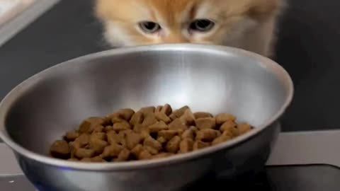 Hungry kitten