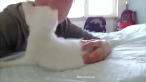 Funny Cat Video 11