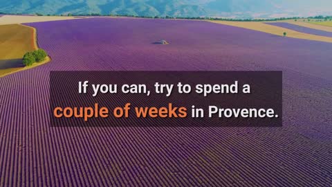 A quick guide to visiting Provence's blooming lavender fields