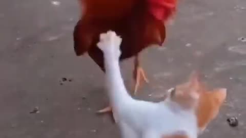 Funny Cat vs Wild Chicken - #Reels. Watch what happens next! Get Ready to Laugh! #Funny #Pets #Cats