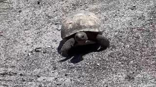 Tortoise in our Florida neighborhood