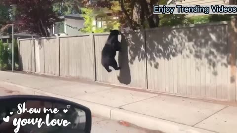 Dancing Car Encounter: Stunning Black Bear's Fearful Reaction | Viral Video!