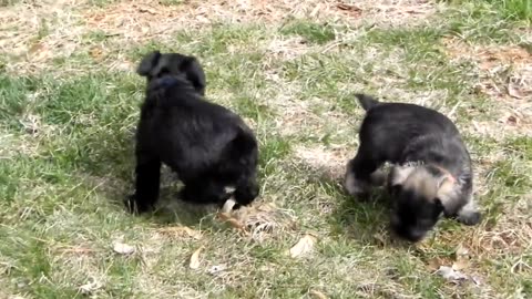 Cute puppies Play outside video