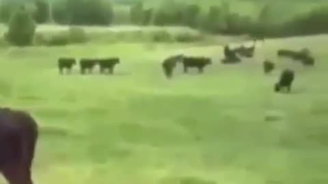 UFO Beaming Up A Cow