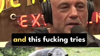 Monkeys stealing babies - Joe Rogan, Jim Breuer #jre #jimbreuer