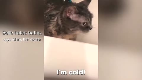 Talking Cat! Belle Hates Baths #Shorts Funny | Pets | Silly | Kitten | Singing | Cute | Fun | Cats