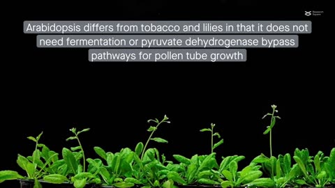 HKU biologists reveal the bioenergetics of pollen tube growth that sustain its rapid grow