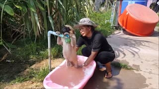 Pug Getting a Scrub in a Tub