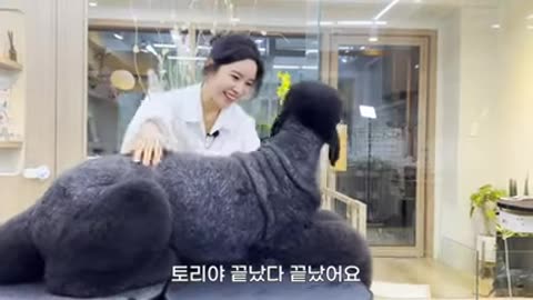 Standard poodle grooming-black Dog