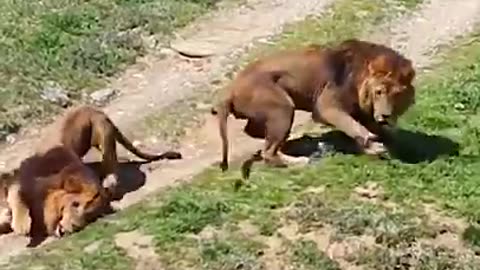 Two lions fight for lioness _shorts _ _wildlife(720P_HD)