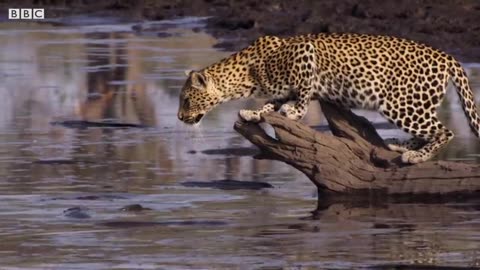 Leopard learns catch a fish