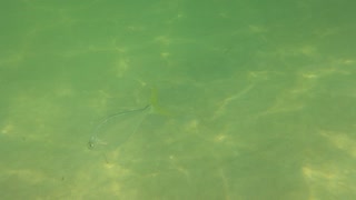 Underwater video Snorkeling Fish